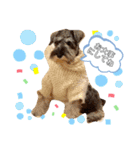 仔犬のカール！（個別スタンプ：2）