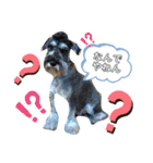 仔犬のカール！（個別スタンプ：4）