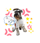 仔犬のカール！（個別スタンプ：6）