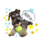 仔犬のカール！（個別スタンプ：8）