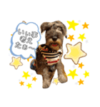 仔犬のカール！（個別スタンプ：9）