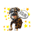仔犬のカール！（個別スタンプ：11）