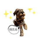 仔犬のカール！（個別スタンプ：12）