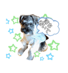 仔犬のカール！（個別スタンプ：15）
