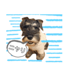 仔犬のカール！（個別スタンプ：16）