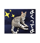 ベンガルレンジャーズのスタンプ③（個別スタンプ：15）