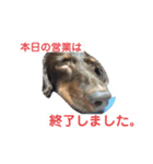 ジェイドさん★2（個別スタンプ：1）