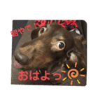 ジェイドさん★2（個別スタンプ：4）