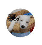 わが家のみるちゃん（個別スタンプ：1）