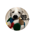 わが家のみるちゃん（個別スタンプ：6）