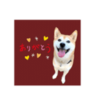 柴犬の雷ちゃん@DSM（個別スタンプ：1）