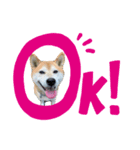 柴犬の雷ちゃん@DSM（個別スタンプ：2）