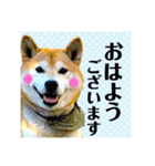 柴犬の雷ちゃん@DSM（個別スタンプ：3）