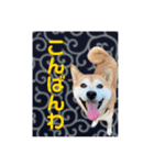柴犬の雷ちゃん@DSM（個別スタンプ：4）