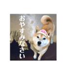 柴犬の雷ちゃん@DSM（個別スタンプ：5）