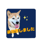柴犬の雷ちゃん@DSM（個別スタンプ：6）