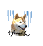 柴犬の雷ちゃん@DSM（個別スタンプ：7）