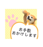 柴犬の雷ちゃん@DSM（個別スタンプ：8）