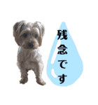 ヨークシャーテリアのガブリエル（個別スタンプ：11）