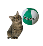ビーチボールと猫のハル（個別スタンプ：4）