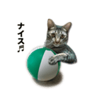 ビーチボールと猫のハル（個別スタンプ：5）