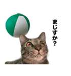 ビーチボールと猫のハル（個別スタンプ：6）