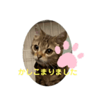 うちの子大好き2（個別スタンプ：3）