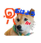 柴犬 おはぎ  vol.2（個別スタンプ：1）