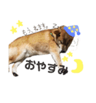 柴犬 おはぎ  vol.2（個別スタンプ：2）