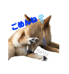 柴犬 おはぎ  vol.2（個別スタンプ：3）