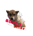 柴犬 おはぎ  vol.2（個別スタンプ：6）