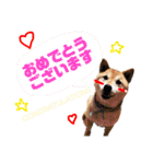 柴犬 おはぎ  vol.2（個別スタンプ：7）