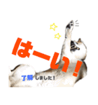 柴犬 おはぎ  vol.2（個別スタンプ：8）