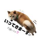 柴犬 おはぎ  vol.2（個別スタンプ：9）