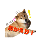 柴犬 おはぎ  vol.2（個別スタンプ：10）