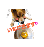 柴犬 おはぎ  vol.2（個別スタンプ：11）