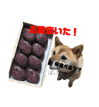 柴犬 おはぎ  vol.2（個別スタンプ：12）