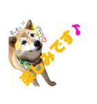 柴犬 おはぎ  vol.2（個別スタンプ：13）