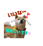 柴犬 おはぎ  vol.2（個別スタンプ：14）