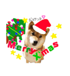 柴犬 おはぎ  vol.2（個別スタンプ：15）