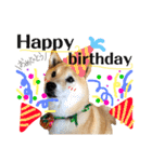 柴犬 おはぎ  vol.2（個別スタンプ：16）