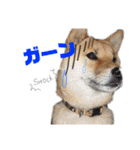 柴犬 おはぎ  vol.2（個別スタンプ：17）