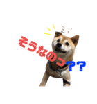 柴犬 おはぎ  vol.2（個別スタンプ：18）