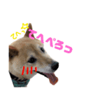柴犬 おはぎ  vol.2（個別スタンプ：19）