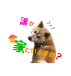 柴犬 おはぎ  vol.2（個別スタンプ：20）