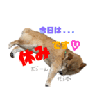 柴犬 おはぎ  vol.2（個別スタンプ：23）