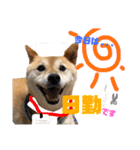 柴犬 おはぎ  vol.2（個別スタンプ：24）