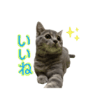 めんみ＆さらみ（個別スタンプ：12）