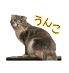 めんみ＆さらみ（個別スタンプ：16）