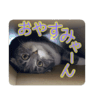 めんみ＆さらみ（個別スタンプ：20）